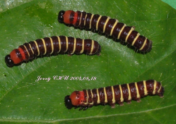 按此在新視窗瀏覽圖片