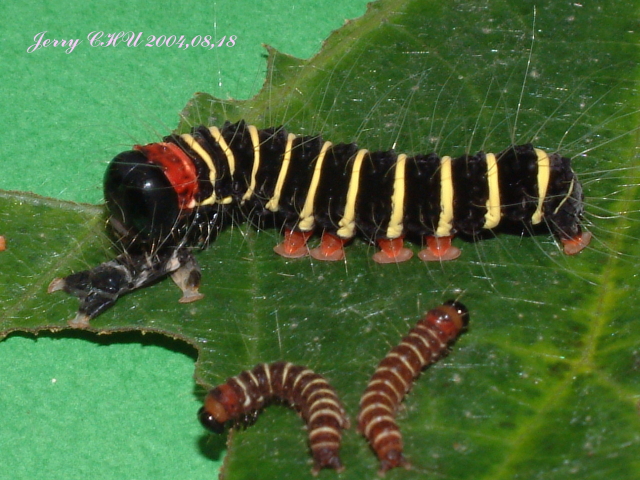 按此在新視窗瀏覽圖片