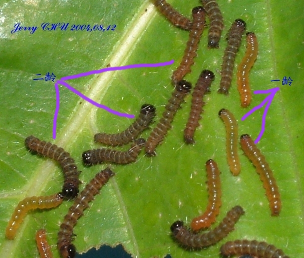 按此在新視窗瀏覽圖片