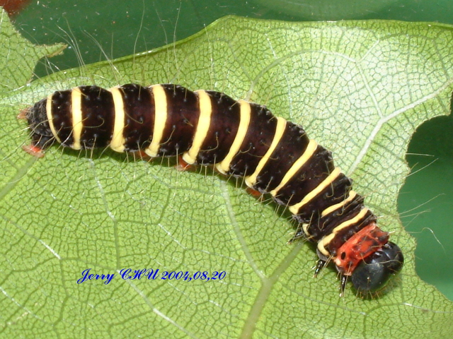 按此在新視窗瀏覽圖片