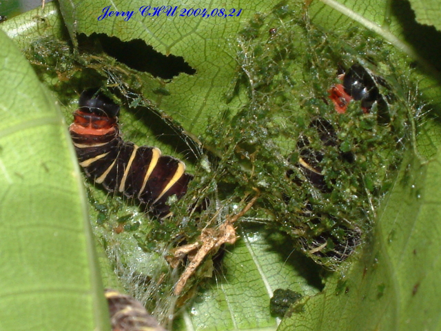 按此在新視窗瀏覽圖片