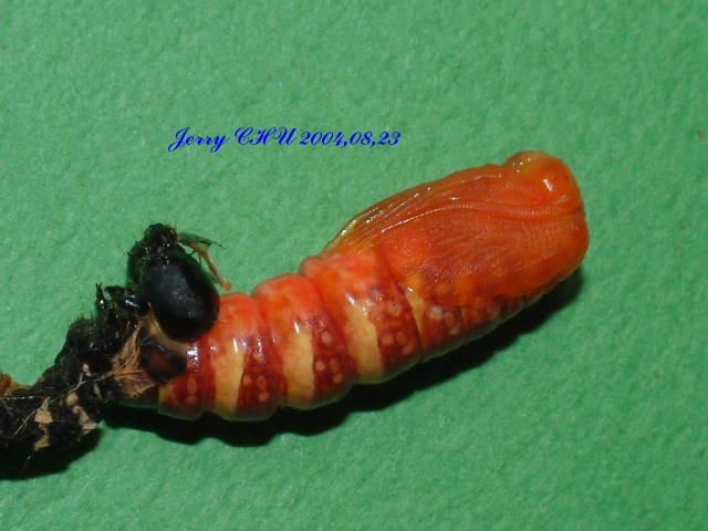 按此在新視窗瀏覽圖片