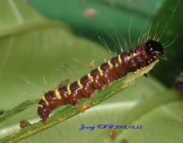 按此在新視窗瀏覽圖片