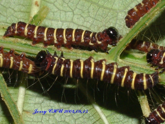 按此在新視窗瀏覽圖片