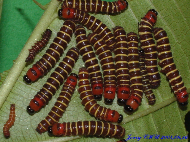 按此在新視窗瀏覽圖片