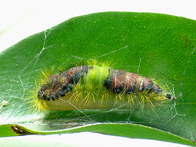 按此在新視窗瀏覽圖片