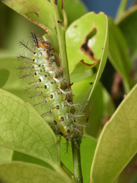 按此在新視窗瀏覽圖片
