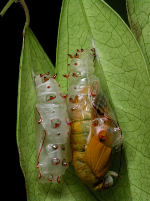 按此在新視窗瀏覽圖片