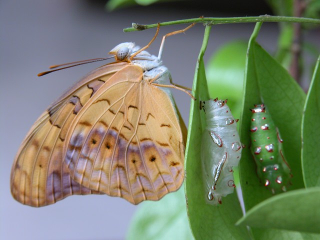 按此在新視窗瀏覽圖片