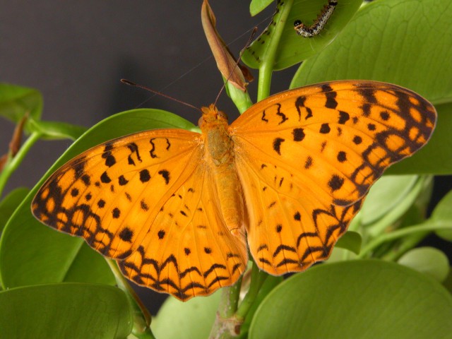 按此在新視窗瀏覽圖片