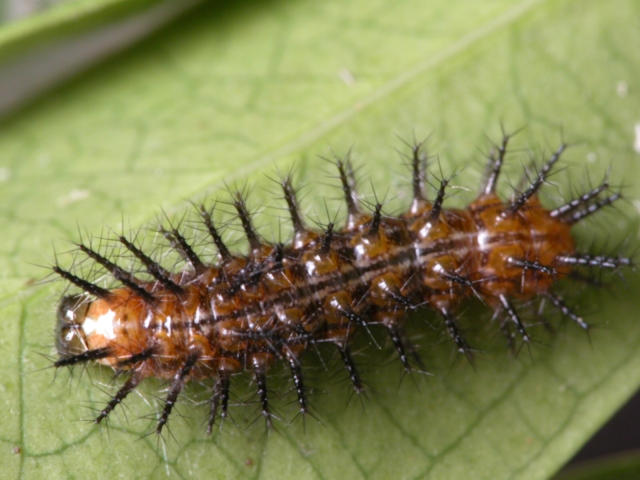 按此在新視窗瀏覽圖片