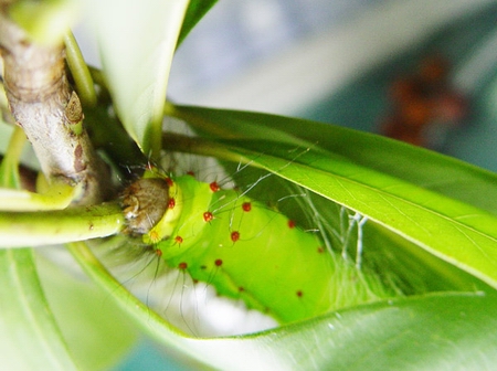 按此在新視窗瀏覽圖片