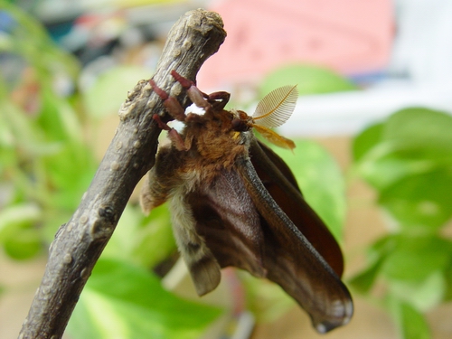 按此在新視窗瀏覽圖片