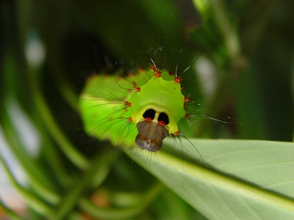 按此在新視窗瀏覽圖片