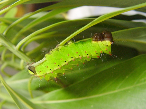 按此在新視窗瀏覽圖片