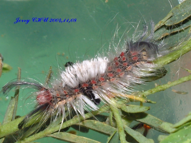 按此在新視窗瀏覽圖片