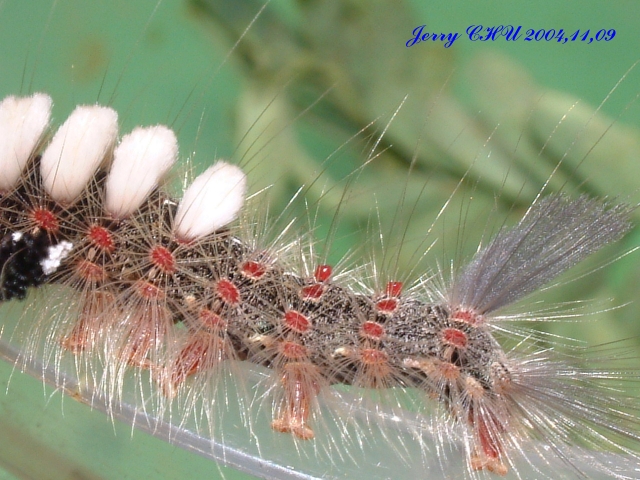 按此在新視窗瀏覽圖片