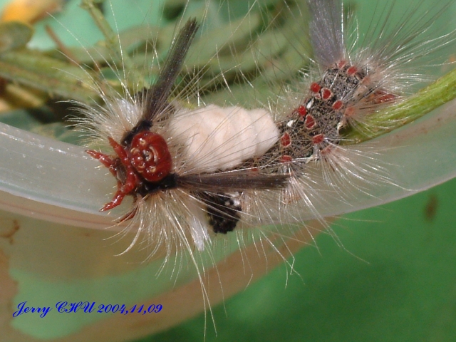 按此在新視窗瀏覽圖片