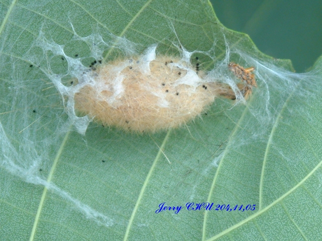 按此在新視窗瀏覽圖片