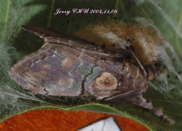 按此在新視窗瀏覽圖片