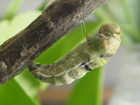 按此在新視窗瀏覽圖片