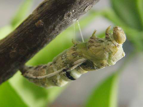 按此在新視窗瀏覽圖片