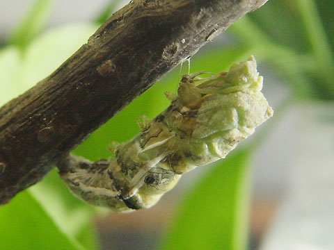 按此在新視窗瀏覽圖片