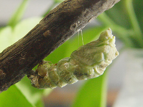 按此在新視窗瀏覽圖片