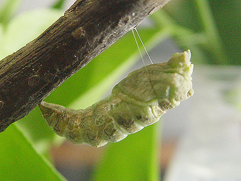 按此在新視窗瀏覽圖片