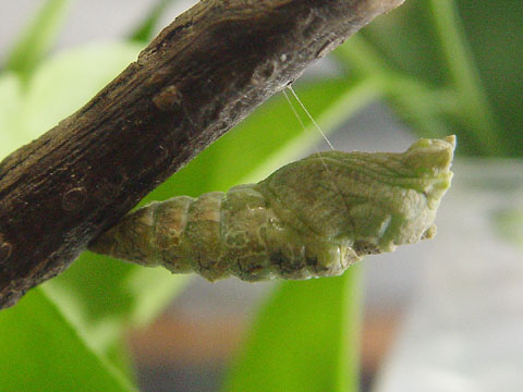 按此在新視窗瀏覽圖片