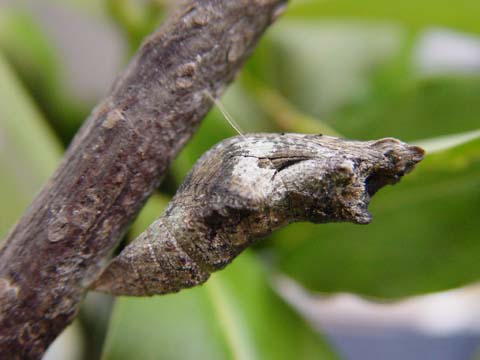 按此在新視窗瀏覽圖片