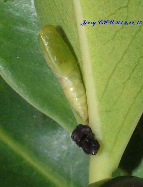 按此在新視窗瀏覽圖片