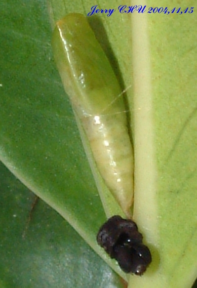 按此在新視窗瀏覽圖片