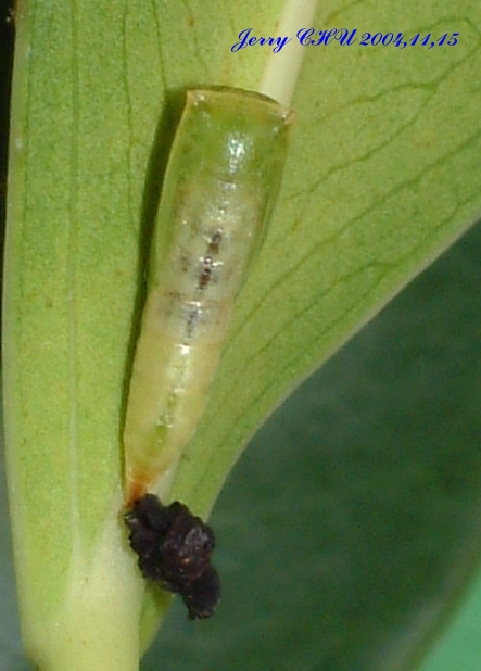 按此在新視窗瀏覽圖片