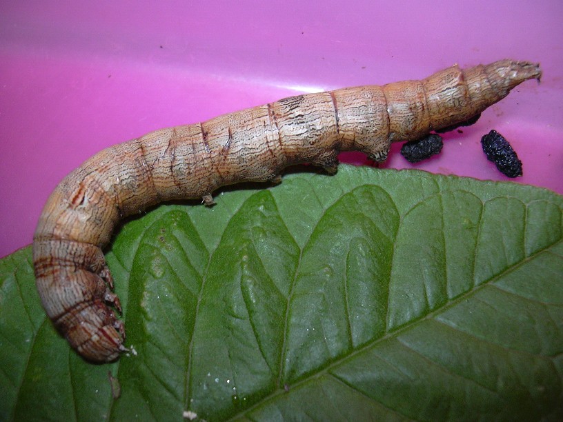 按此在新視窗瀏覽圖片