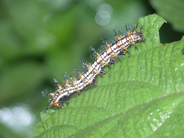 按此在新視窗瀏覽圖片