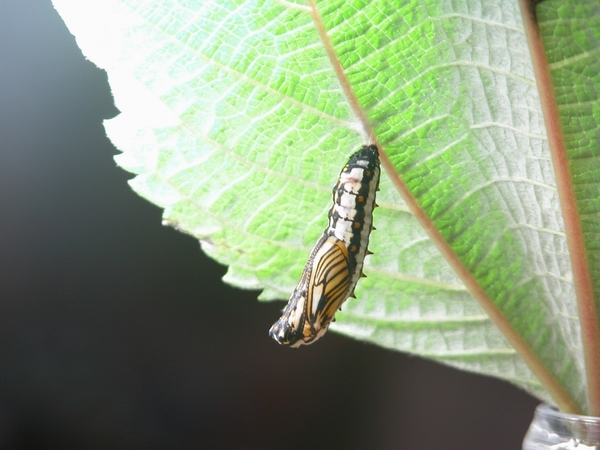 按此在新視窗瀏覽圖片