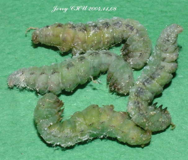 按此在新視窗瀏覽圖片