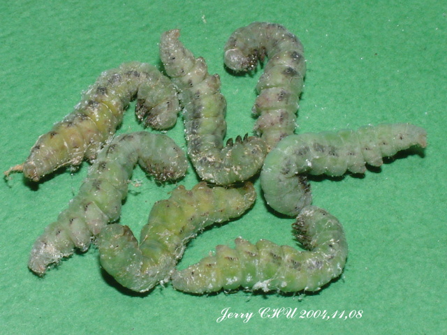 按此在新視窗瀏覽圖片