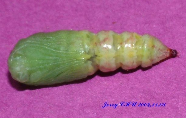 按此在新視窗瀏覽圖片