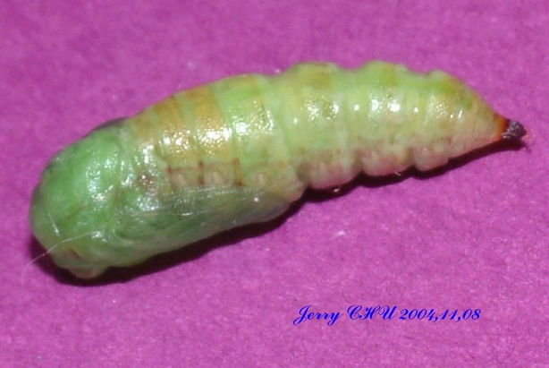 按此在新視窗瀏覽圖片