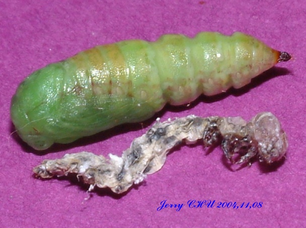 按此在新視窗瀏覽圖片