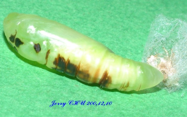 按此在新視窗瀏覽圖片