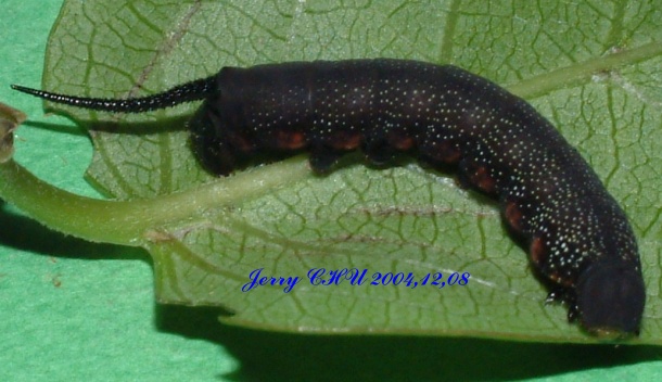 按此在新視窗瀏覽圖片