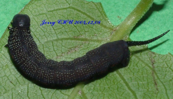 按此在新視窗瀏覽圖片