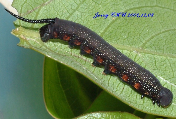 按此在新視窗瀏覽圖片