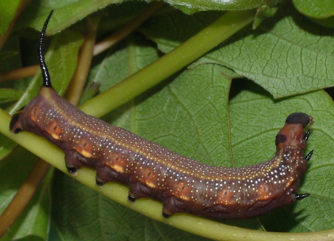 按此在新視窗瀏覽圖片