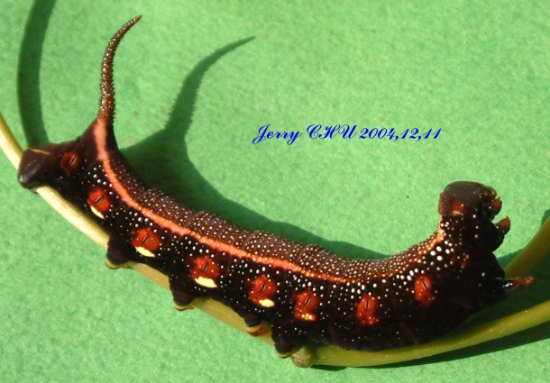 按此在新視窗瀏覽圖片