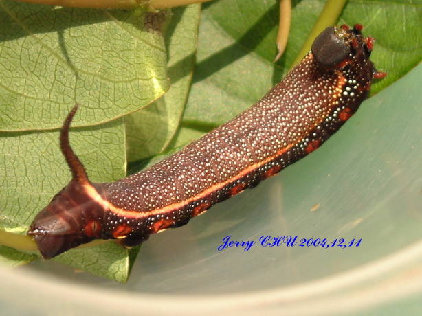 按此在新視窗瀏覽圖片