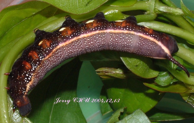 按此在新視窗瀏覽圖片